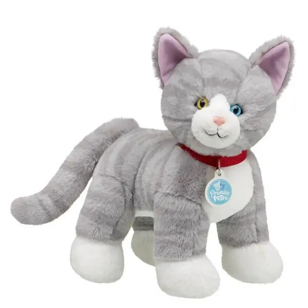 Grey-And-White Promise Pets Kitten 1