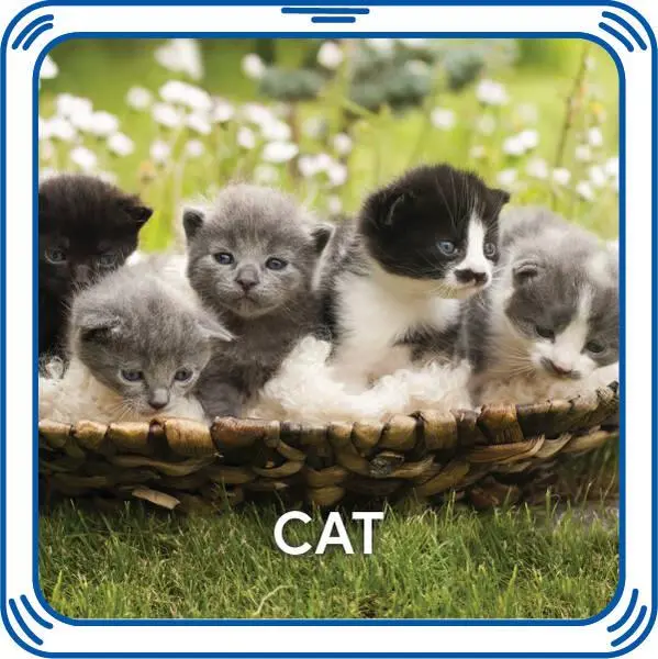 Kitty Multi-Function Sound Toy (4-In-1) 1